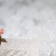 Image for article titled The Big Sleep: How Hibernation Could Overcome Life-Threatening Injury